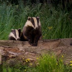 European Badgers (Meles meles), Denholm, Scotland