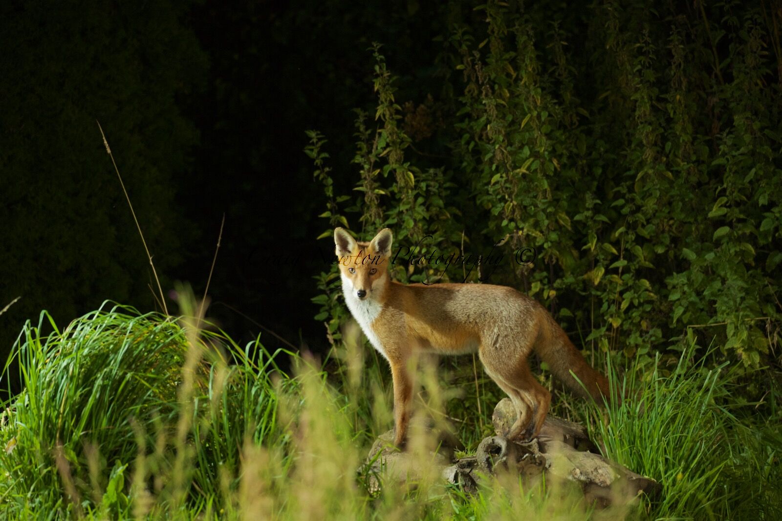Red Fox (Vulpes vulpes), Denholm, Scotland