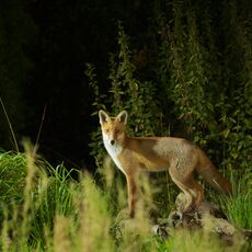 Red Fox (Vulpes vulpes), Denholm, Scotland