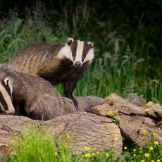 European Badgers (Meles meles), Denholm, Scotland
