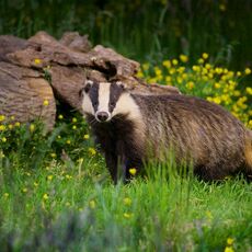 European Badger (Meles meles), Denholm, Scotland