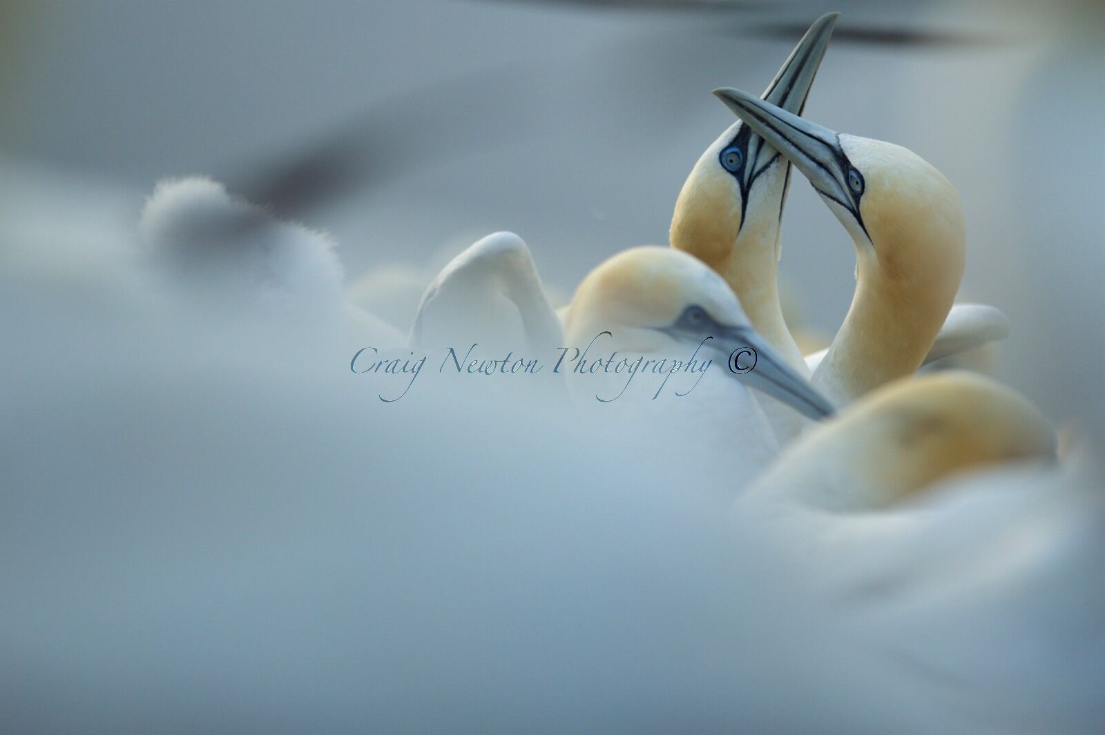Northern Gannets (Morus bassanus), Bass Rock, Scotland