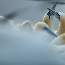 Northern Gannets (Morus bassanus), Bass Rock, Scotland