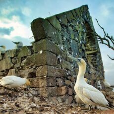 Northern Gannet (Morus bassanus), Bass Rock, Scotland