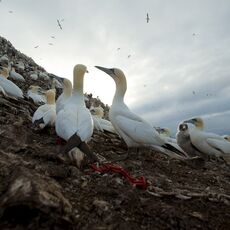 Northern Gannet (Morus bassanus), Bass Rock, Scotland