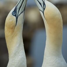Northern Gannet (Morus bassanus), Bass Rock, Scotland
