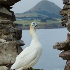 Northern Gannet (Morus bassanus), Bass Rock, Scotland