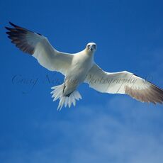 Northern Gannet (Morus bassanus), Isle of Noss, Scotland