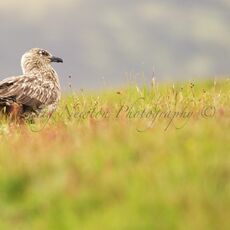 Great Skua (Stercorarius skua), Isle of Noss, Scotland