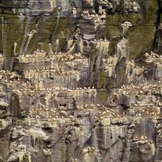 Northern Gannets (Morus bassanus), Isle of Noss, Scotland