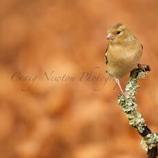 Common Chaffinch (Fringilla coelebs), Denholm, Scotland