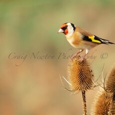 European Goldfinch (Carduelis carduelis), Denholm, Scotland