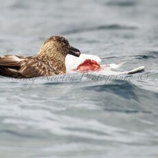 Great Skua (Stercorarius skua), Isle of Noss, Scotland