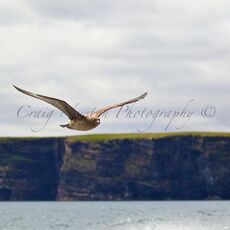 Great Skua (Stercorarius skua), Isle of Noss, Scotland