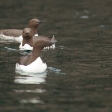 Common Guillemots (Uria aalge), Isle of Noss, Scotland
