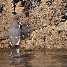 Common Guillemots (Uria aalge), Isle of Noss, Scotland