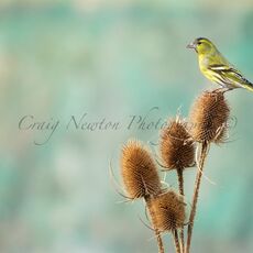 Eurasian Siskin (Spinus spinus), Denholm, Scotland