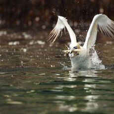 Northern Gannet (Morus bassanus), Isle of Noss, Scotland