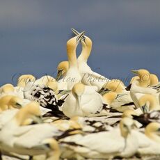 Northern Gannets (Morus bassanus), Isle of Noss, Scotland