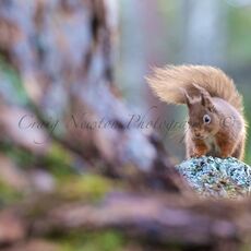 Eurasian Red Squirrel (Sciurus vulgaris), Cairngorms NP, Scotland