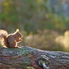 Eurasian Red Squirrel (Sciurus vulgaris), Cairngorms NP, Scotland