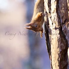 Eurasian Red Squirrel (Sciurus vulgaris), Cairngorms NP, Scotland