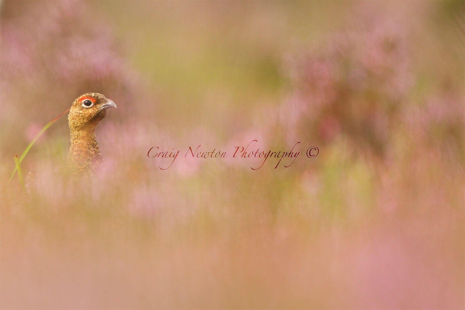 Red Grouse, (Lagopus lagopus scotica), Derbyshire, England