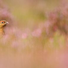 Red Grouse, (Lagopus lagopus scotica), Derbyshire, England