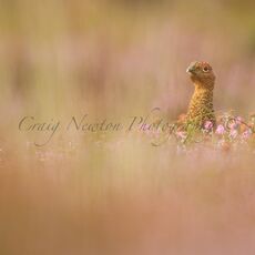 Red Grouse, (Lagopus lagopus scotica), Derbyshire, England
