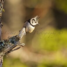 European Crested Tit (Lophophanes cristatus), Cairngorms NP, Scotland