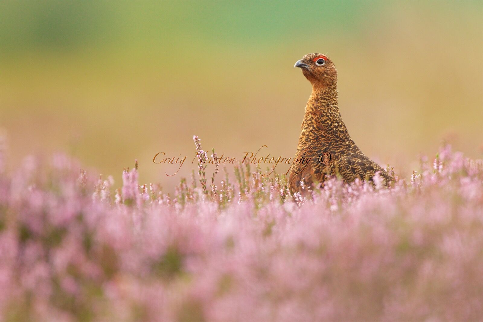 Red Grouse, (Lagopus lagopus scotica), Derbyshire, England