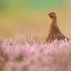 Red Grouse, (Lagopus lagopus scotica), Derbyshire, England