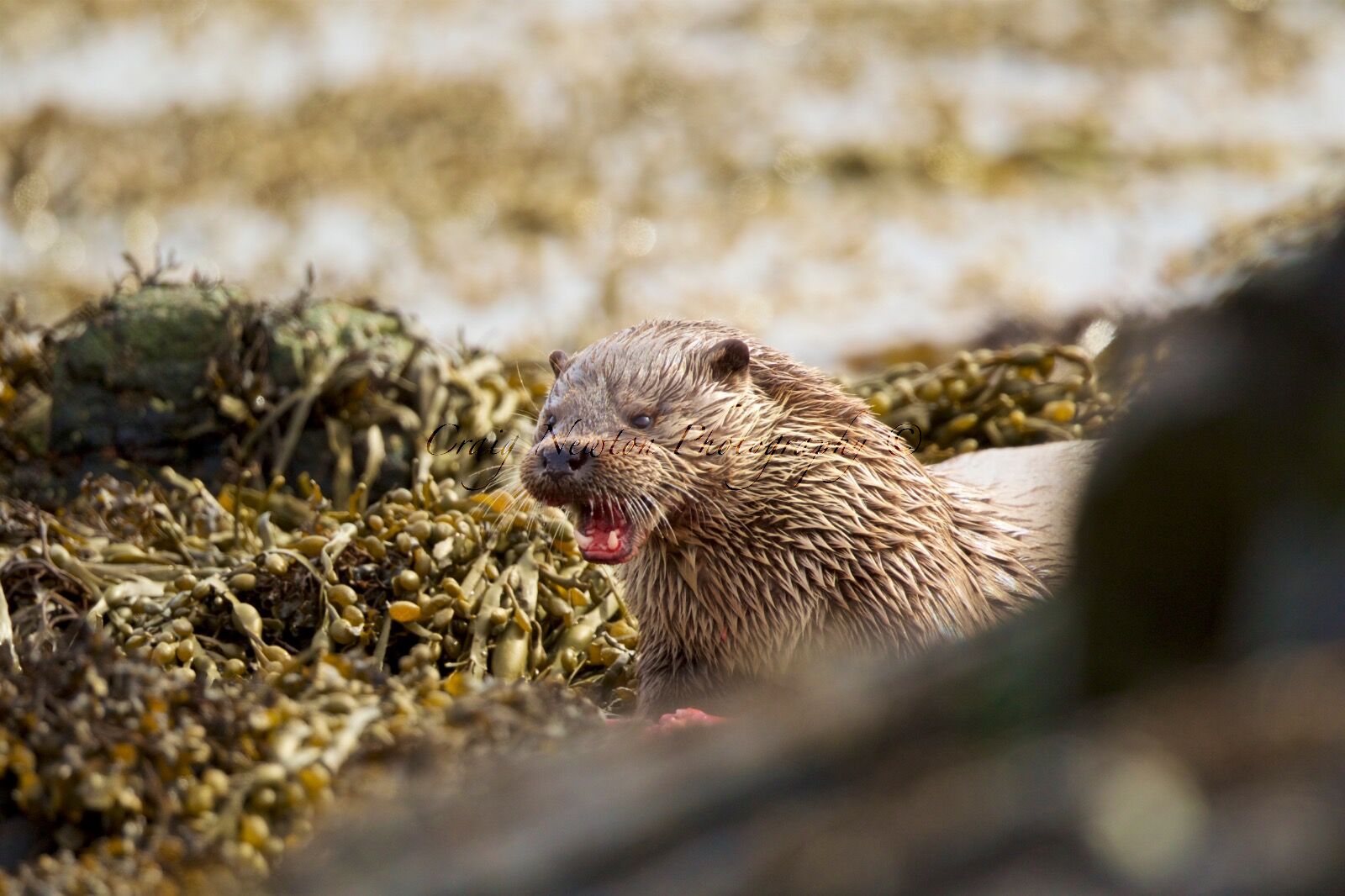 European Otter (Lutra lutra), Shetland Islands, Scotland