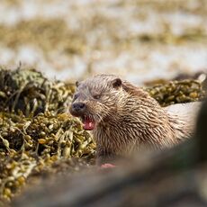 European Otter (Lutra lutra), Shetland Islands, Scotland