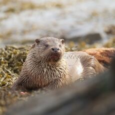 European Otter (Lutra lutra), Shetland Islands, Scotland
