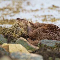 European Otter (Lutra lutra), Shetland Islands, Scotland