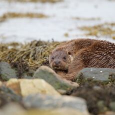 European Otter (Lutra lutra), Shetland Islands, Scotland