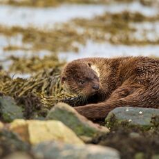 European Otter (Lutra lutra), Shetland Islands, Scotland