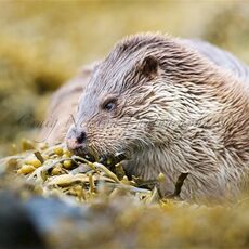 European Otter (Lutra lutra), Shetland Islands, Scotland