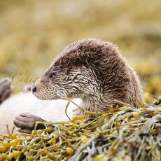 European Otter (Lutra lutra), Shetland Islands, Scotland