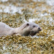 European Otter (Lutra lutra), Shetland Islands, Scotland