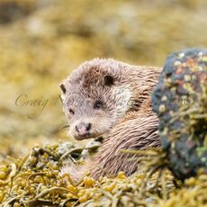 European Otter (Lutra lutra), Shetland Islands, Scotland