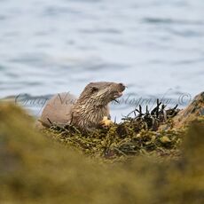 European Otter (Lutra lutra), Shetland Islands, Scotland
