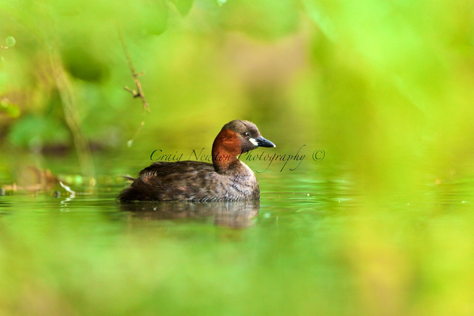 Little Grebe (Tachybaptus ruficollis), Derbyshire, England