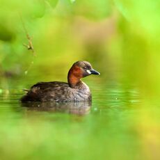 Little Grebe (Tachybaptus ruficollis), Derbyshire, England