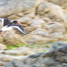 Eurasian Oystercatcher (Haematopus ostralegus), Sumburgh Head, Scotland