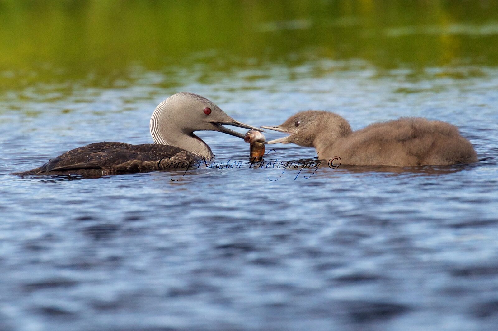 Red-Throated Diver (Gavia stellata), Shetland Islands, Scotland (Under Schedule 1 Licence)