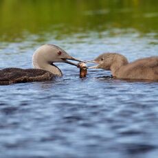Red-Throated Diver (Gavia stellata), Shetland Islands, Scotland (Under Schedule 1 Licence)
