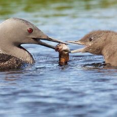 Loons of the Lochans
