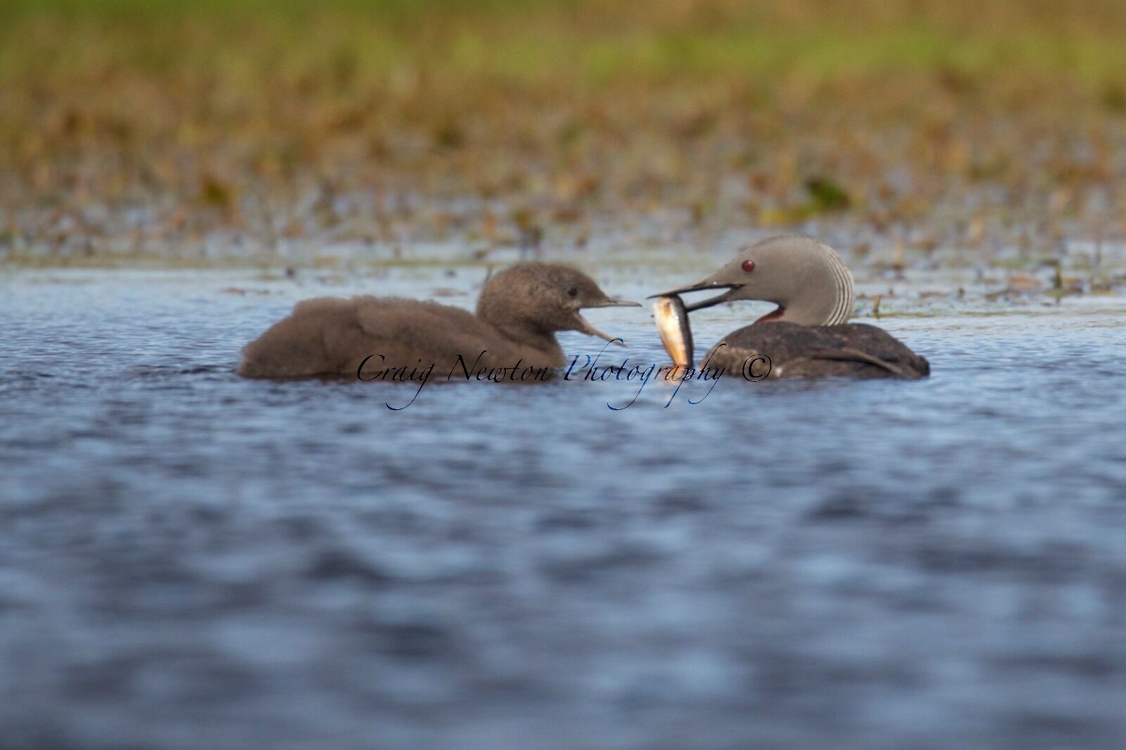 Red-throated Diver (Gavia stellata), Shetland Islands, Scotland (Under Schedule 1 Licence)